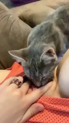 Woman Lets a Cat Lick Her Pussy XXX Video